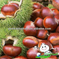 China chestnut for sale
